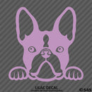 Peeking Boston Terrier Puppy Dog Vinyl Decal - S4S Designs