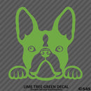 Peeking Boston Terrier Puppy Dog Vinyl Decal - S4S Designs