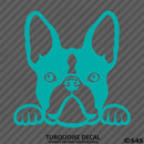 Peeking Boston Terrier Puppy Dog Vinyl Decal - S4S Designs