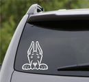 Peeking Great Dane Puppy Dog Vinyl Decal - S4S Designs
