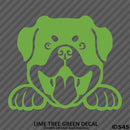 Peeking Rottweiler Puppy Dog Vinyl Decal - S4S Designs